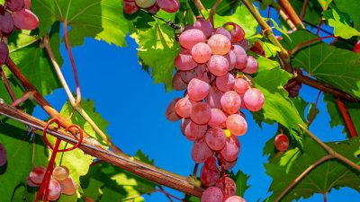 Khasiat Buah Anggur Untuk Tubuh Agar Tidak Mudah Terkena Penyakit