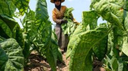Kenaikan Cukai Rokok : Perlawanan Petani, Nelayan dan Masyarakat Kecil