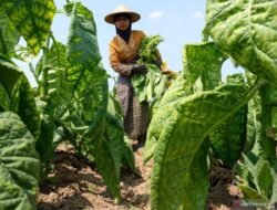 Kenaikan Cukai Rokok : Perlawanan Petani, Nelayan dan Masyarakat Kecil