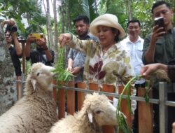 Ini Lho Destinasi Wisata Baru Mini Farm Jogja Memotarium yang Baru Saja Diresmikan Titiek  Soeharto