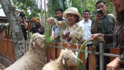 Foto: Titiek Soeharto saat menggunting pita peresmian Mini Farm Jogja Memotarium di Segajih Kokap Kulon Progo, Sabtu (25/11/2023). (Foto: Koko Triarko)